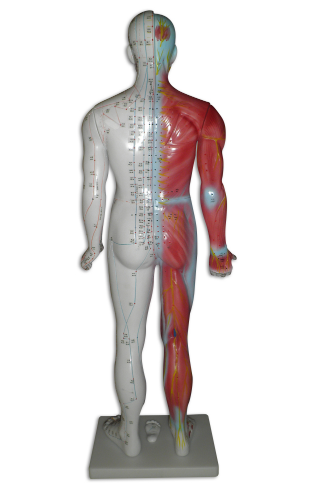 人体针灸模型背面